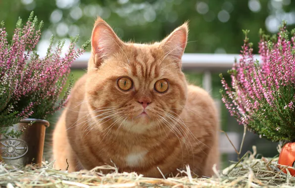 Кошка, кот, цветы, портрет, сад, рыжий, лежит, солома