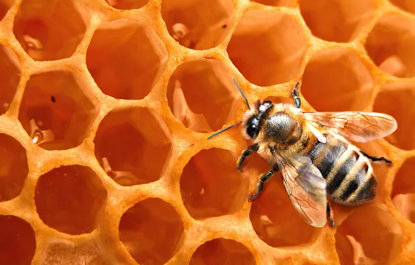 Пчела, фон, соты, насекомое, мёд