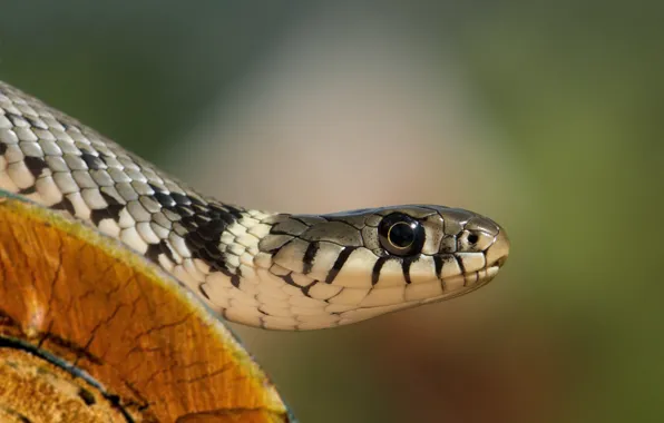 Взгляд, голова, бревно, Взрослая самка обыкновенного ужа (Natrix natrix), передняя часть туловища