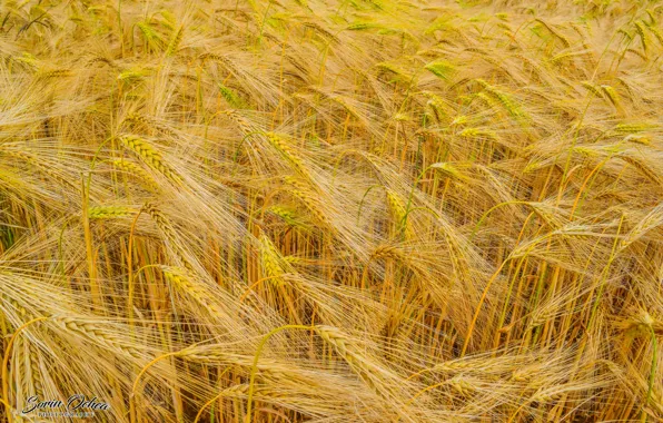 Nature, wheat, farm