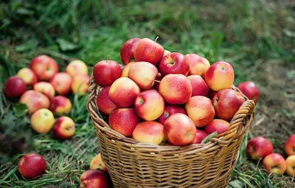 Apple, summer, food, fruit, season, basket, fall, lawn