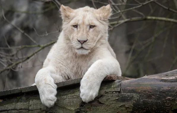Картинка кошка, бревно, львёнок, белый лев