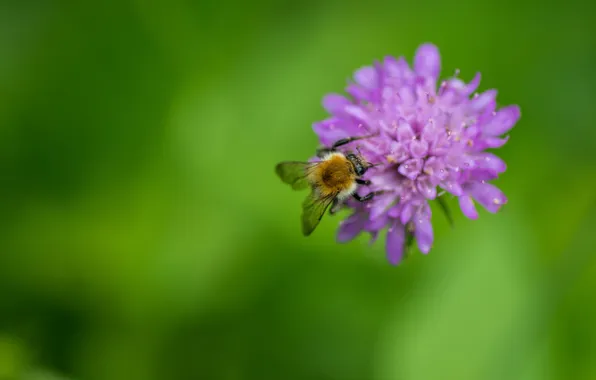 Картинка цветок, макро, зеленый, пчела, фон, сиреневый, насекомое