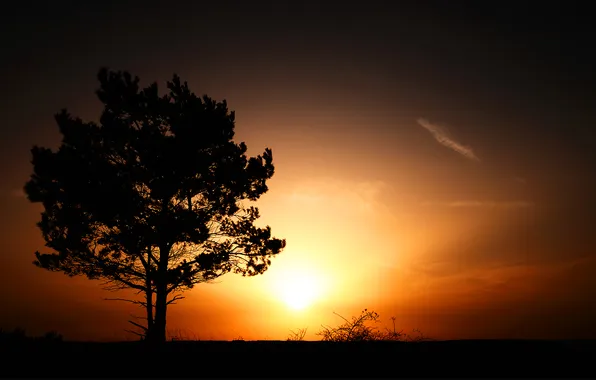 Картинка трава, свет, деревья, дерево, пейзажи, вечер, закат солнца