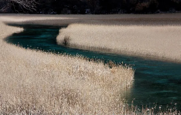 Поле, природа, ростки, река, течение, колоски, nature