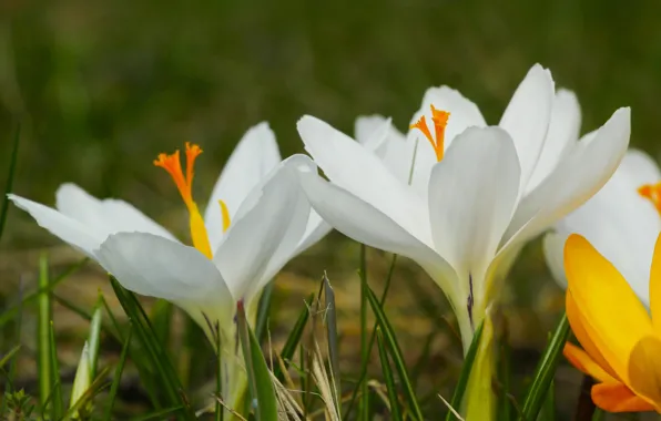 Flower, spring, crocus