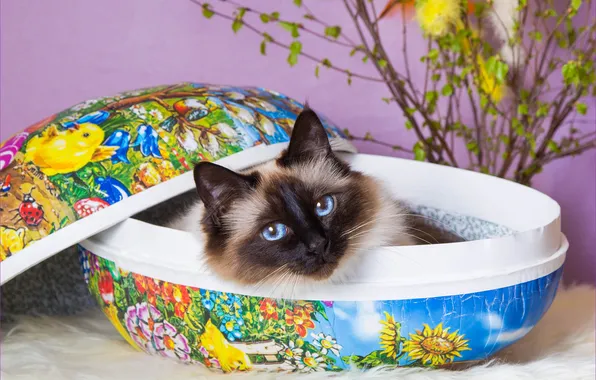 Кошка, кот, взгляд, ветки, поза, коробка, лежит, шкатулка
