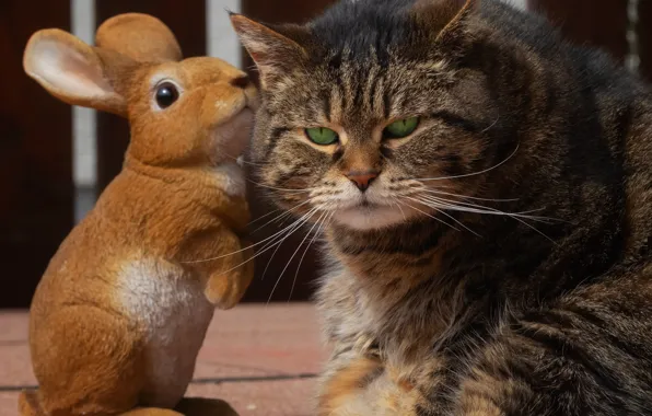 Кошка, кот, взгляд, морда, серый, плитка, заяц, портрет