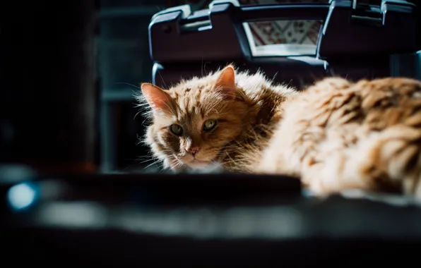 Кошка, кот, взгляд, свет, темный фон, рыжий, лежит, тени