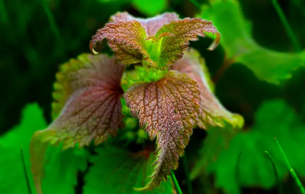 Spring, leaf, plant