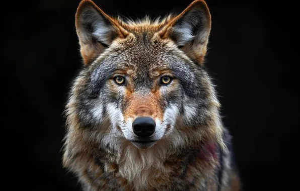 Картинка nature, snow, predator, face, animal, wolf, wildlife, portrait