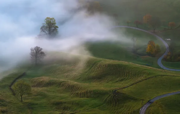 Картинка осень, деревья, природа, туман, утро, луга