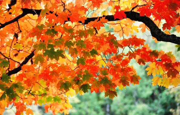 Картинка осень, листья, дерево, ветка, клен