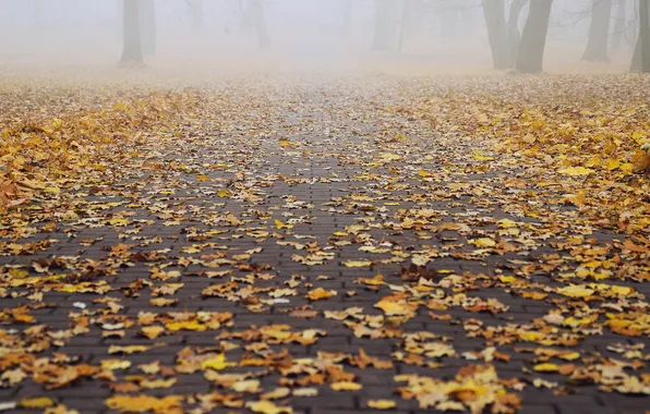 Картинка осень, листья, деревья, туман, парк, путь