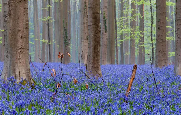 Картинка forest, nature, flowers, spring, Bluebells