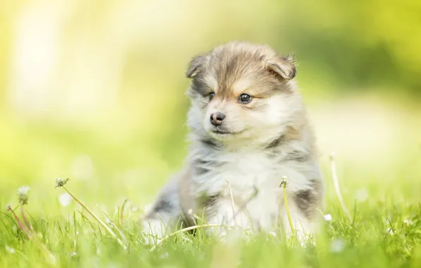 Картинка собака, малыш, щенок, одуванчики, боке, Финский лаппхунд