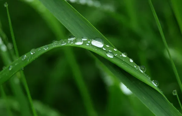 Grass, water, drops, leaf