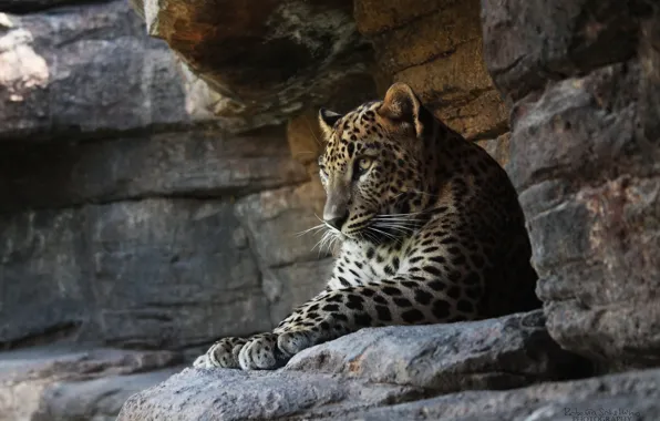 Картинка кошка, скалы, отдых, хищник, леопард