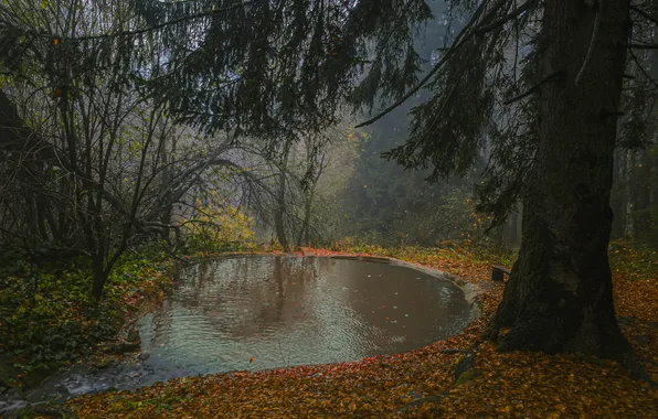 Вода, дождь, дерево, в лесу, Пасмурно, Николов Андриян