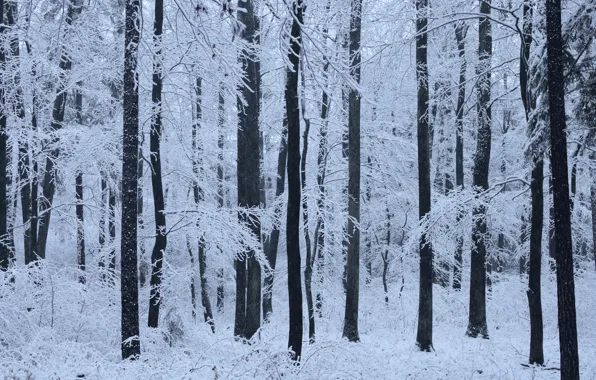 Зима, лес, снег, деревья, природа, Niklas Hamisch