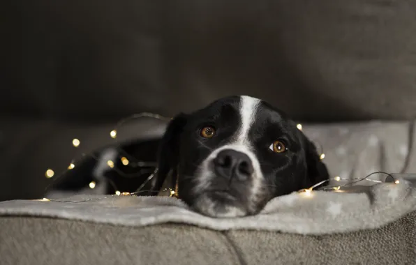 Взгляд, собака, мордочка, лежит, dog, cute