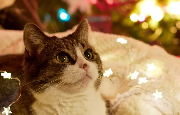 Картинка кошка, взгляд, праздник, Новый год, гирлянды