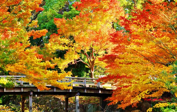 Осень, деревья, мост, парк, камни, солнечно, золотистые