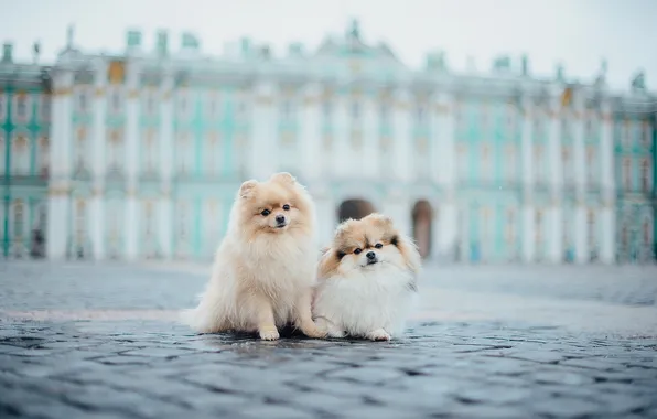Взгляд, поза, собака, мордашка, шпиц