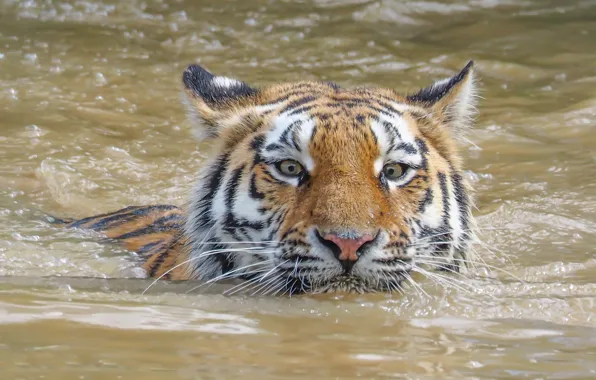 Картинка взгляд, морда, вода, тигр, пловец, дикая кошка