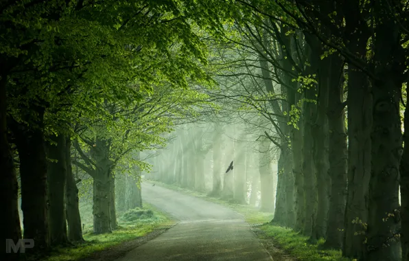Картинка дорога, свет, деревья, птицы, весна