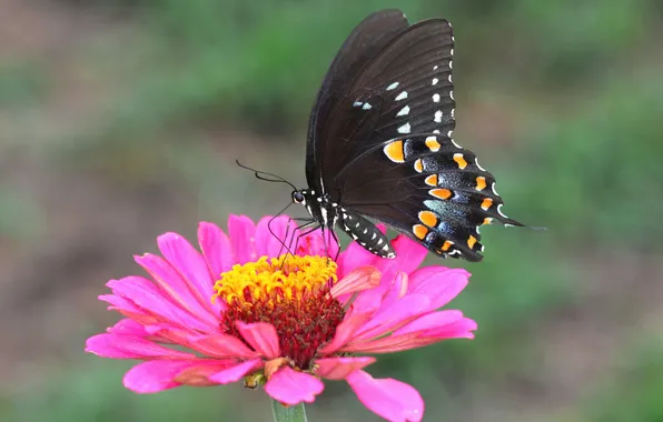 Картинка цветок, природа, бабочка, крылья, лепестки, насекомое, мотылек