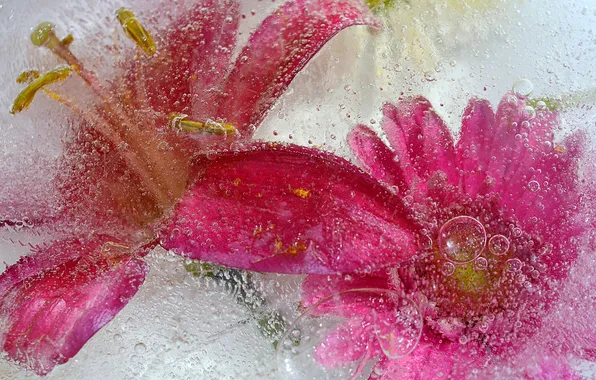 Картинка вода, цветы, пузырьки, жидкость, лепестки