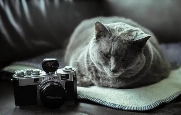 Кошак, фотоаппарат, лежит, котяра