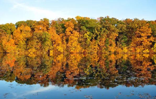 Картинка осень, листья, вода. отражение