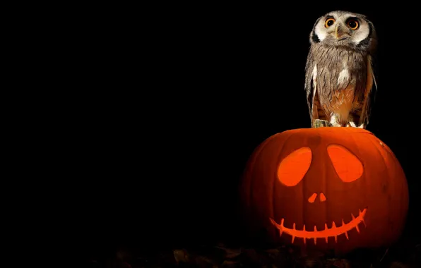 Halloween, art, pumpkin, owl