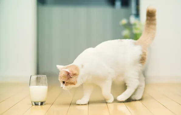 Картинка кошка, стакан, молоко, © Ben Torode, Hannah