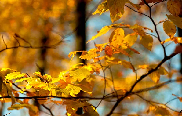 Картинка осень, небо, листья, макро, ветка