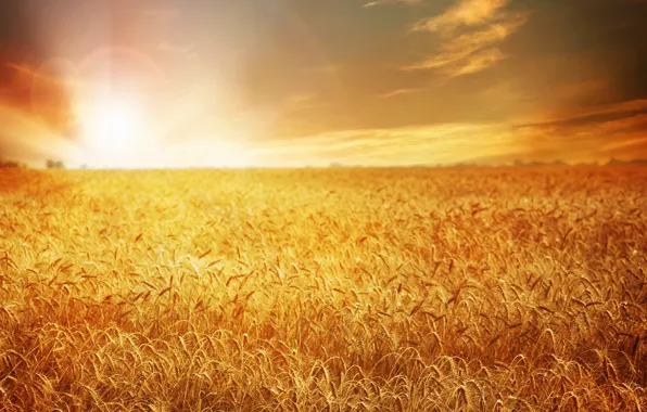 Картинка пшеница, поле, закат, природа, field, nature, sunset, wheat