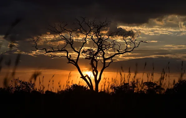 Закат, дерево, вечер, Tanzania