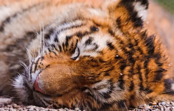 Картинка лицо, тигр, обои, спит