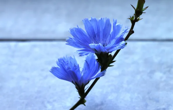 Картинка цветок, фон, обои, стебель, flower, синий цвет, голубой цвет, два цветка