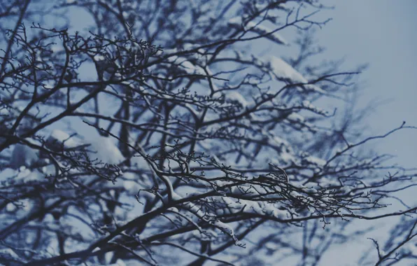 Зима, снег, ветки, дерево