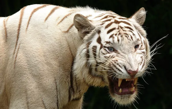 Predator, animal, white tiger, albino, wildlife, teeth, aggression