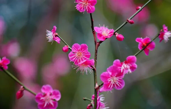 Ветка, цветение, цветки, Абрикос японский