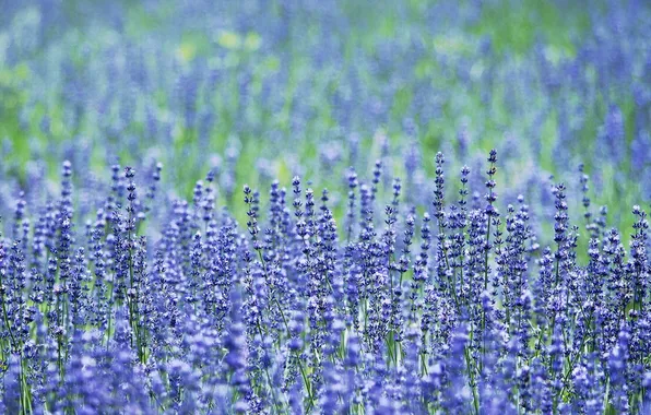 Цветы, лепестки, лаванда