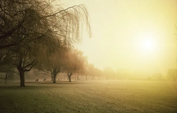 Пейзаж, туман, парк, утро