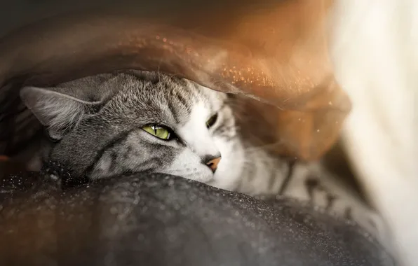 Кошка, кот, взгляд, поза, портрет, мордашка, боке, табби