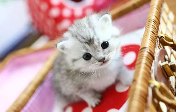 Кошка, котенок, серый, малыш, шкатулка, сидит, полосатый, боке