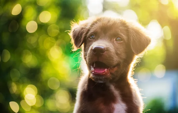 Картинка nature, mammal, paw, nova, nova scotia duck tolling retriever