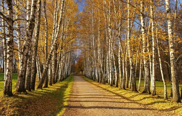 Осень, Fall, Дорожка, Autumn, Trees, Берёзы, Path
